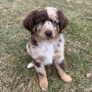 Trixie / Female