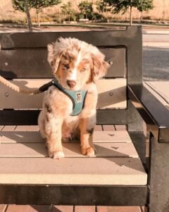 Loki / Male