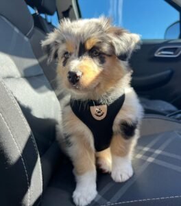 Lola / Female