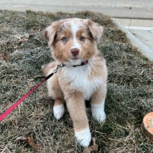 Rusty / Male