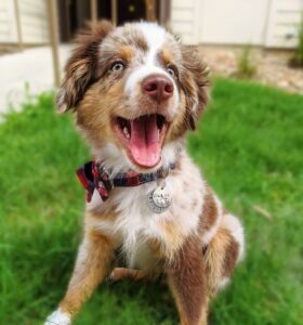 Ollie / Male